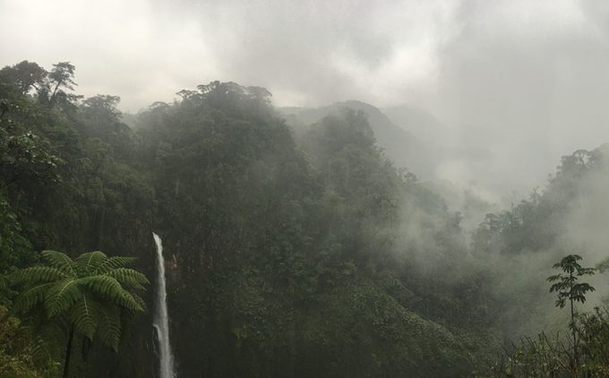 Costa Rican Rain Forest