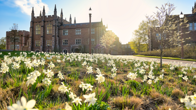 Gothic brick university building with spires, sunlit, behind a field of white daffodils in bloom.