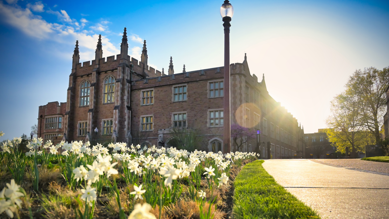 Sunlit university building with Gothic spires and a lamp post, foregrounded by a bed of white daffodils along a sunny walkway.