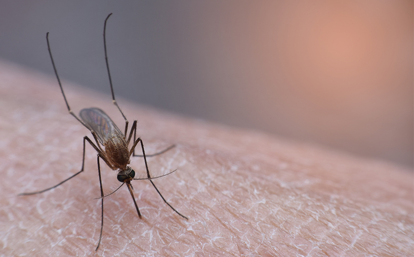 Tracking Mosquitos - Amy Bogucki